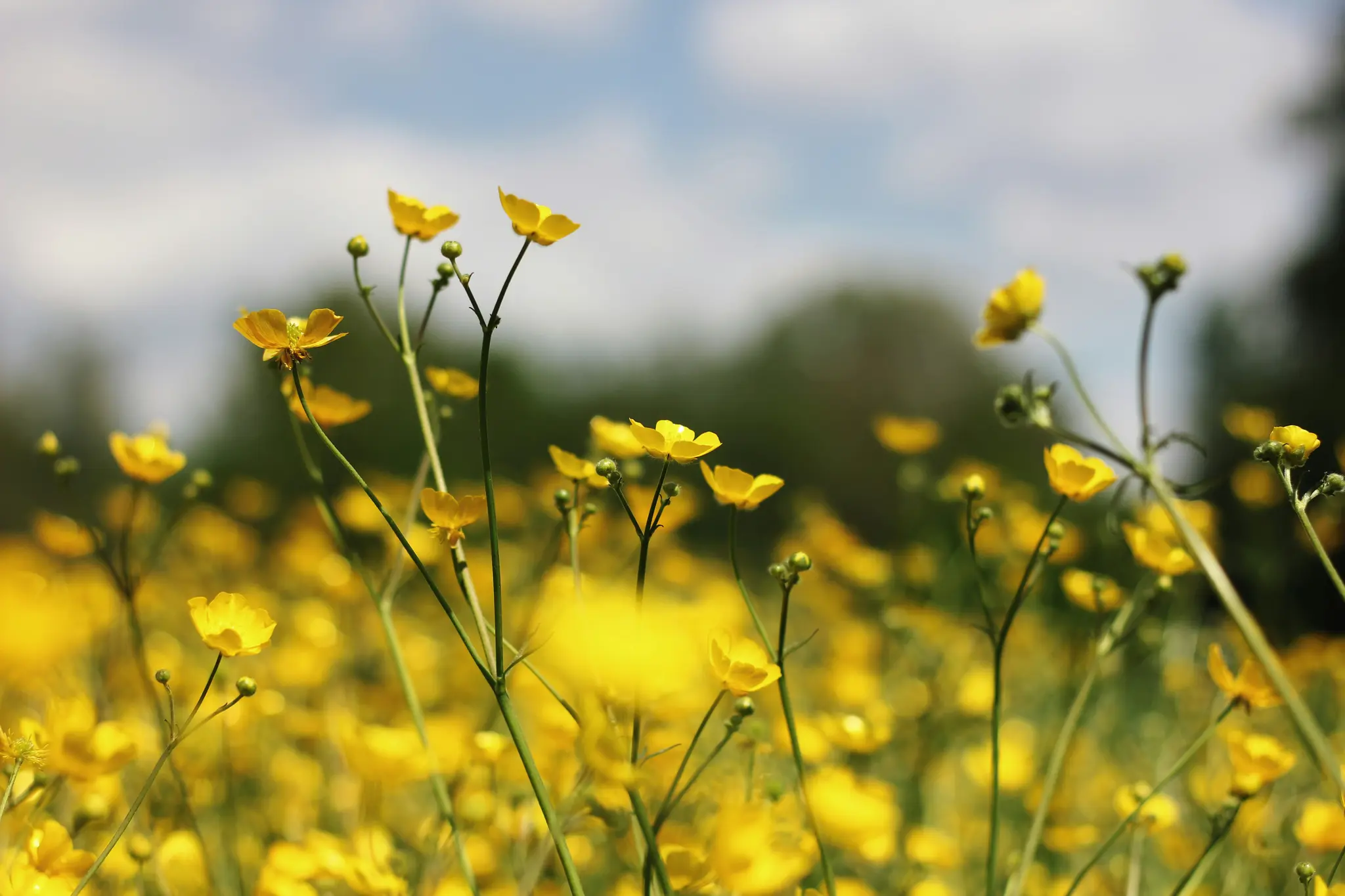 A close-up, low-angle view of a field filled with bright yellow buttercup flowers under a blue sky with soft white clouds.