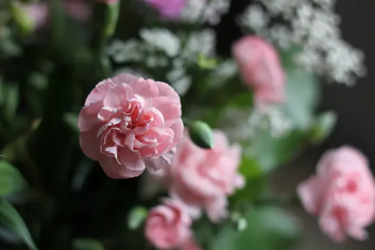 Et nærbillede af en levende pink nellikeblomst med tydeligt synlige flosset kronblade. Baggrunden er blødt…