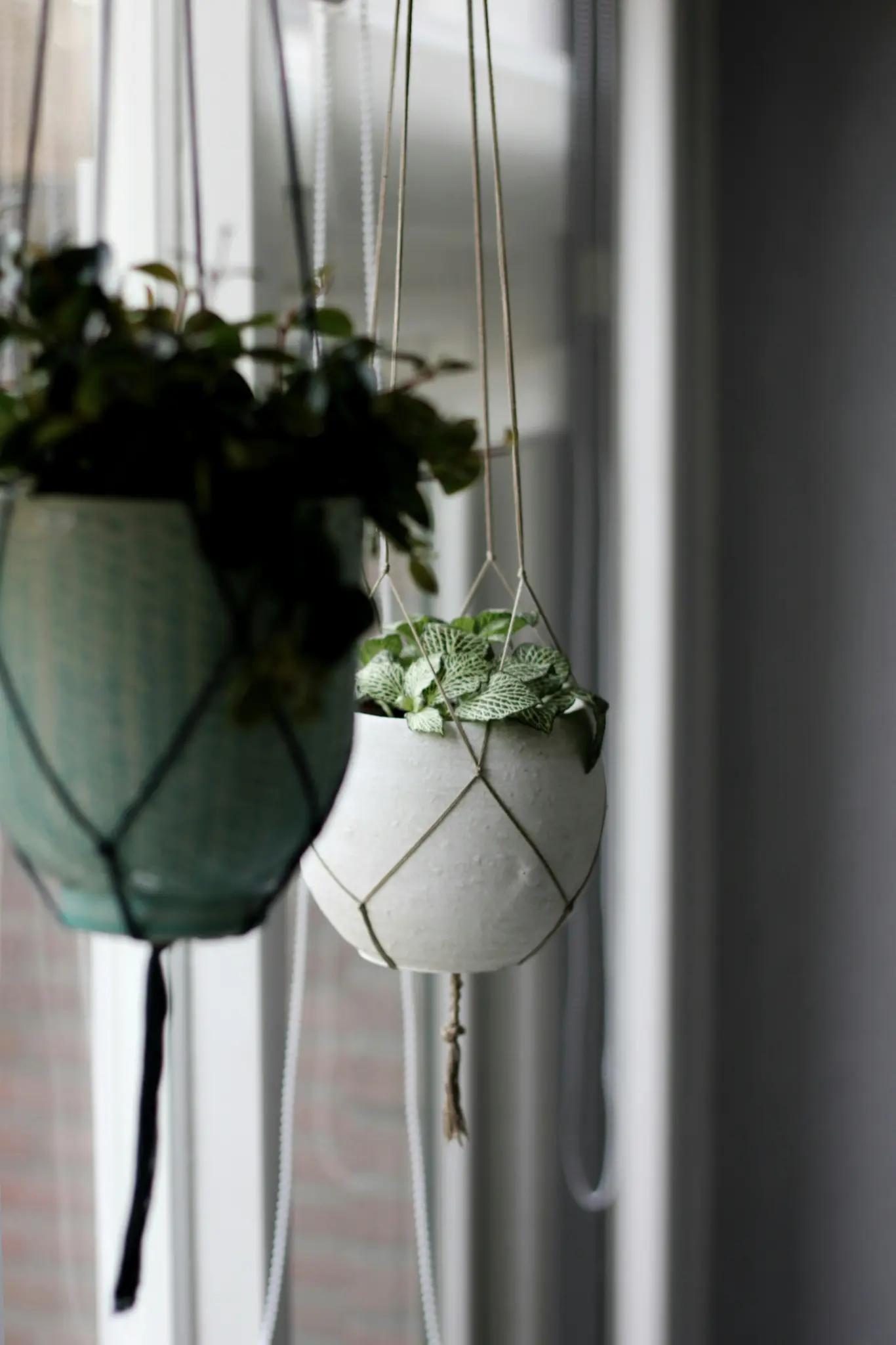 Et nærbillede viser to hængende potteplanter. Planten til højre, i en hvid potte med grønne blade, er i fokus.