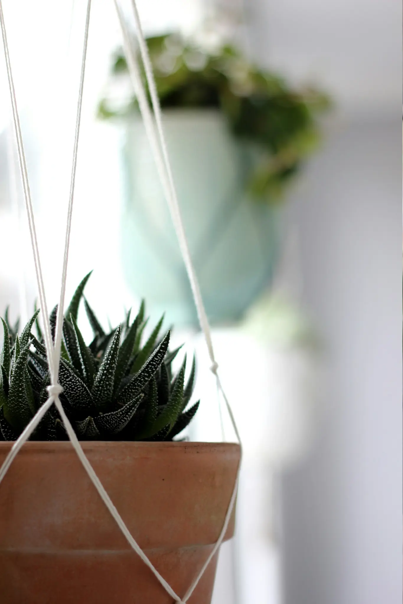 A close-up of a green succulent plant with white speckles in a terracotta pot, held by white macrame strings. The…