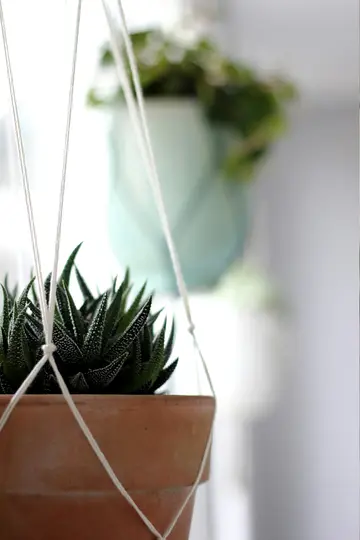 A close-up of a green succulent plant with white speckles in a terracotta pot, held by white macrame strings. The…