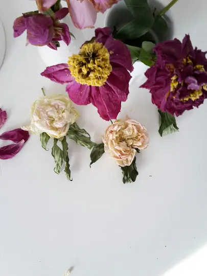 Et top-down view af flere visnende pæoner og blomsterblade på en hvid overflade. Farver inkluderer afdæmpet lilla, pink
