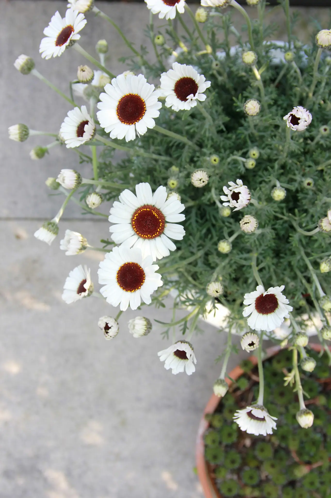 An overhead view of white flowers with dark brown centers, green leaves, and buds in a terracotta pot on a concrete surface.