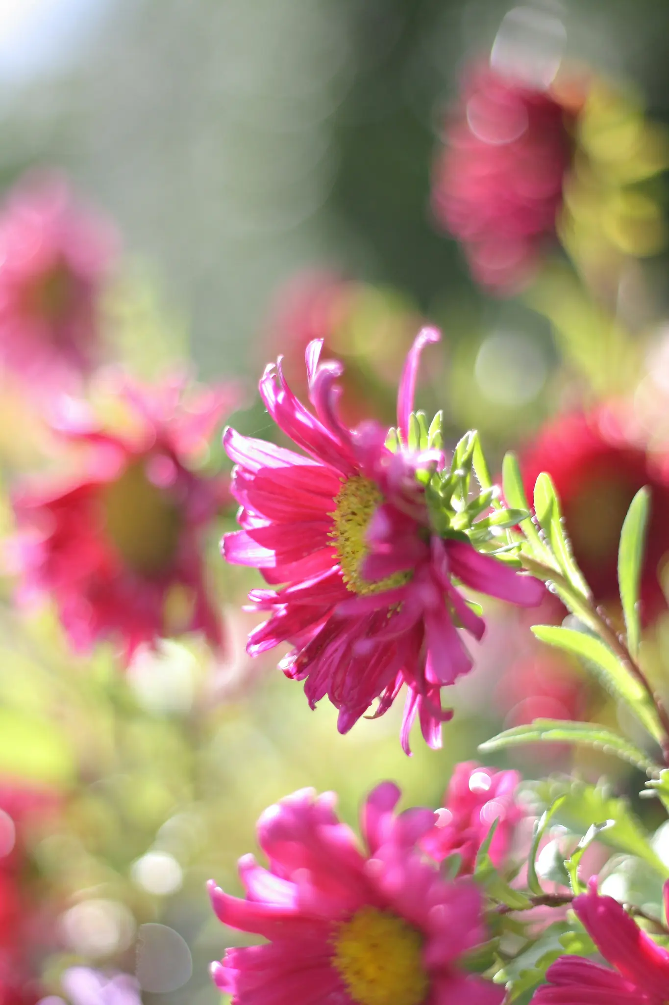 Et nærbillede af en lyserød astersblomst med en gul midte, omgivet af slørede lyserøde blomster og grønne blade.