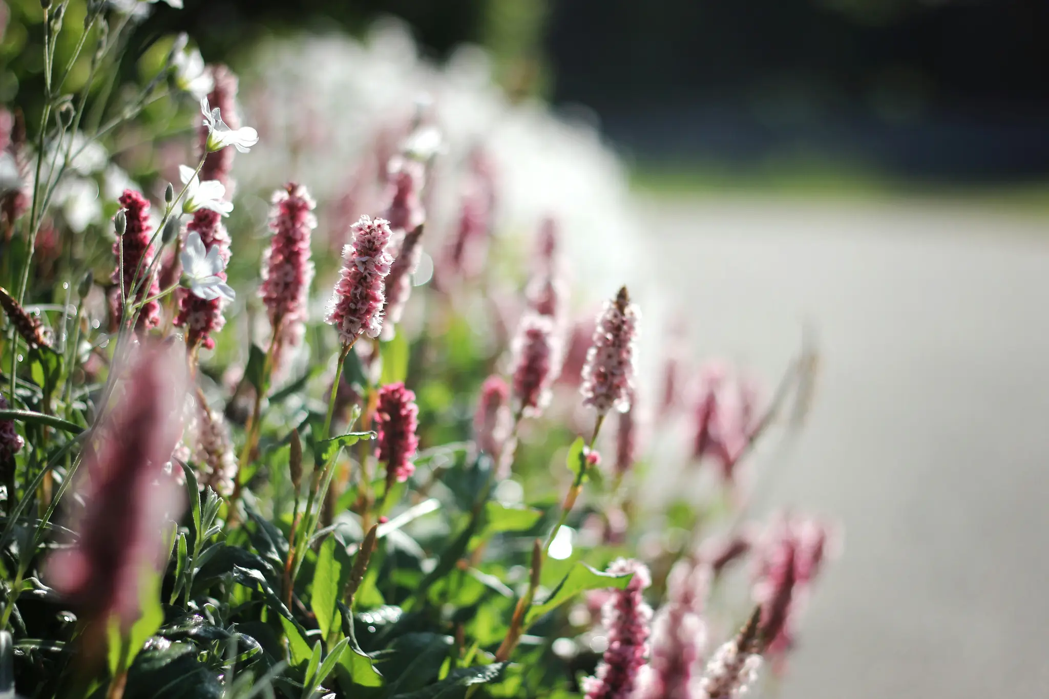A close-up shot of numerous pink and some white flowers with green leaves, set against a softly blurred background.