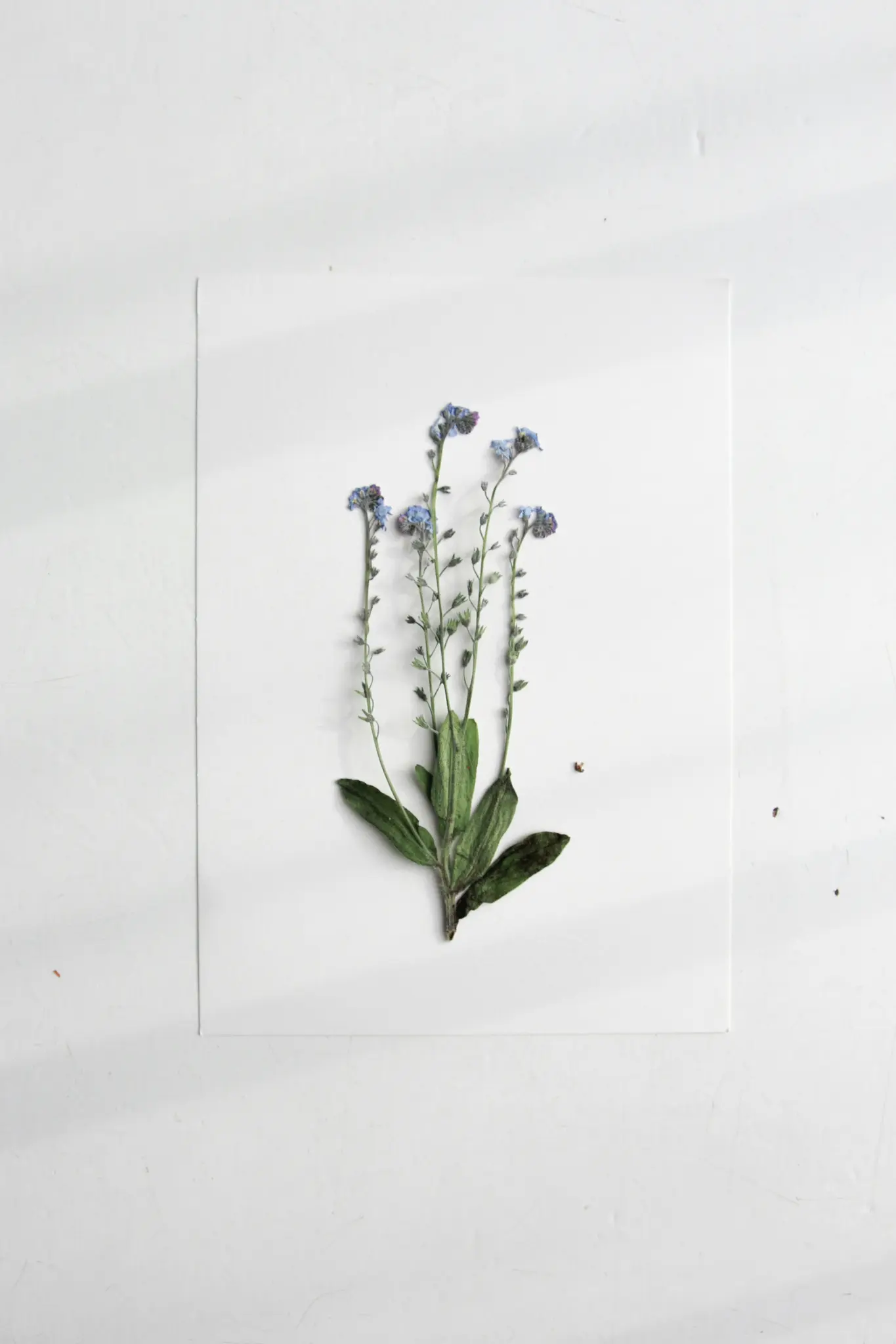 En presset plante med små blå blomster og grønne blade er arrangeret lodret på et hvidt stykke papir, sat op mod en…