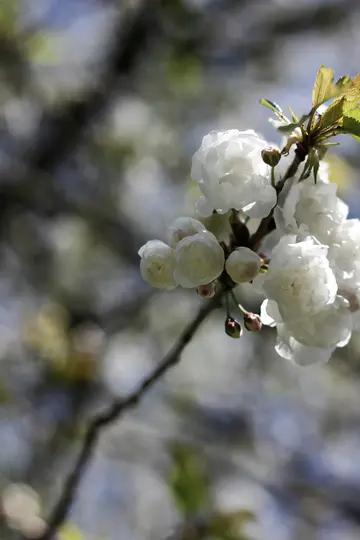 A close-up photo shows a cluster of white cherry blossoms and several buds on a brown branch, with soft green leaves. The…