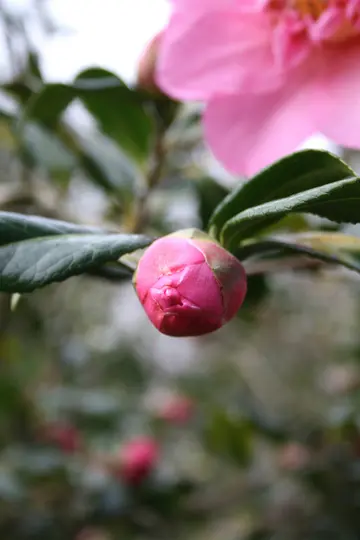 A close-up photo shows a tightly closed pink flower bud on a branch, surrounded by dark green leaves. The background is…