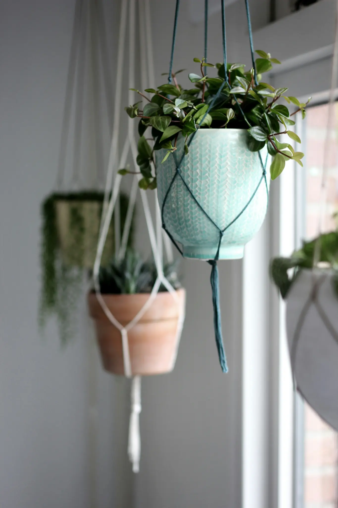 En lyseblå keramikpotte med en grøn plante, ophængt i en mørkeblå macramé-ophæng. Andre slørede planter hænger i…