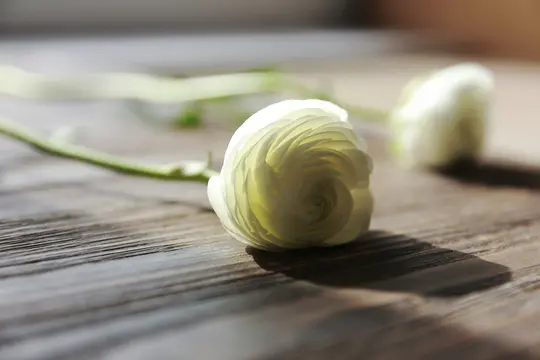 A white ranunculus flower with a green stem lies on a textured brown wooden surface, illuminated by sunlight. Another…