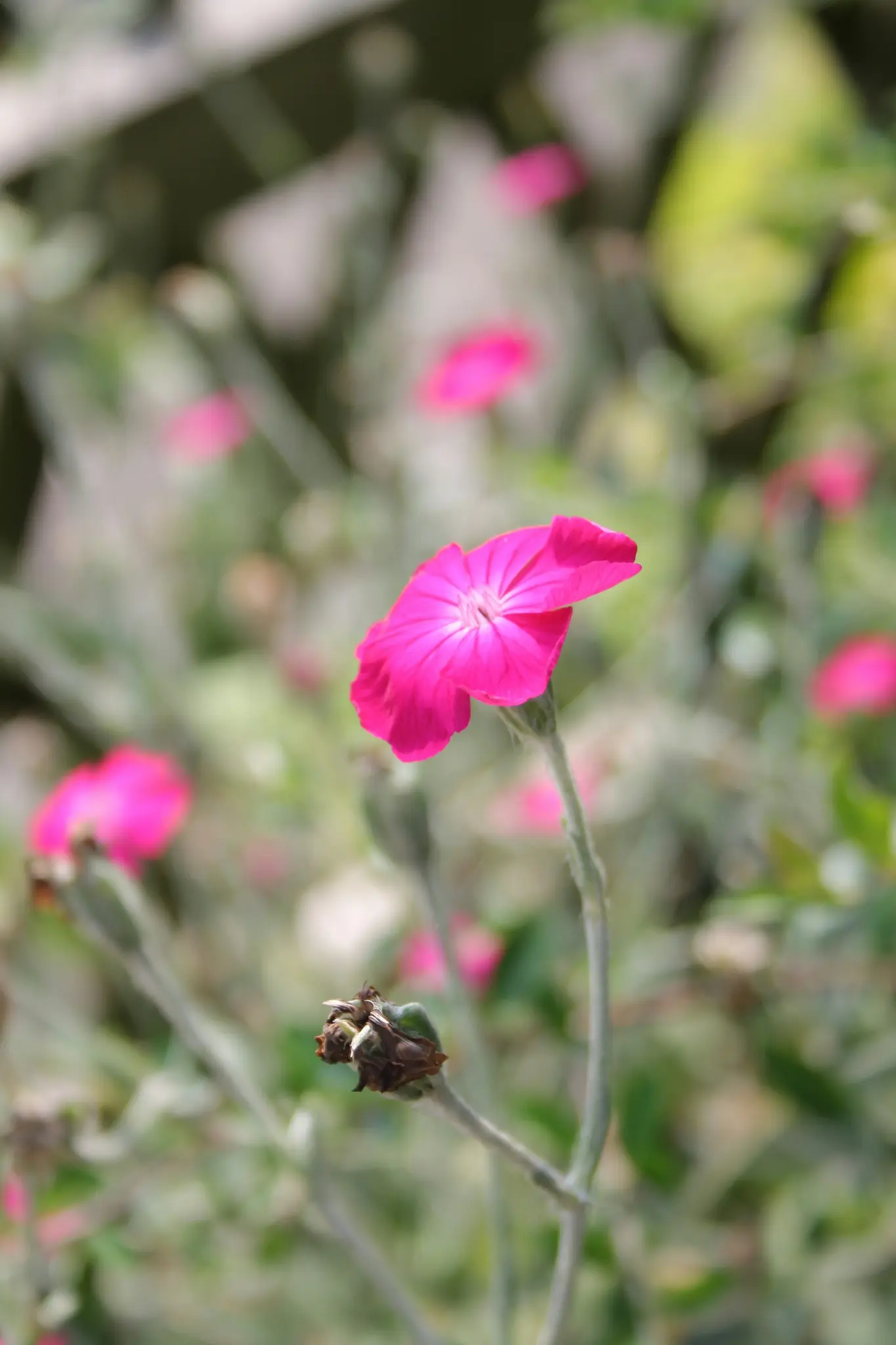 A close-up shot of a single bright pink flower with a white center, standing out against a soft, blurred background of…