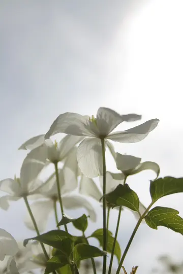 A low-angle close-up shot of several white flowers with green leaves, backlit against a bright, light grey sky.