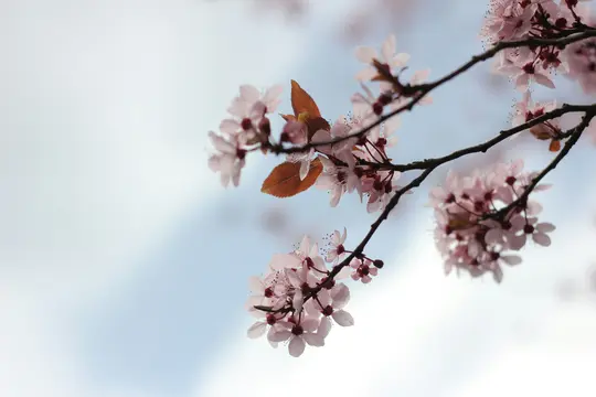 Nærbillede af sarte lyserøde blomster med mørke centre og et par rødbrune blade på mørke grene mod en blød...