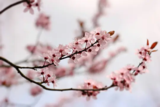 Et nærbillede af en trægren prydet med talrige delikate lyserøde blomster mod en blød, sløret baggrund.