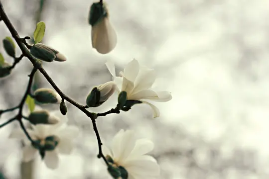 Et nærbillede af hvide magnoliablomster og knopper på mørke grene, med en blød, lys, sløret baggrund.