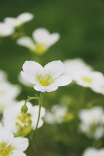 Et makrobillede af en lille hvid blomst med fem kronblade og en lysende gul midte, der skiller sig ud mod en blød grøn…