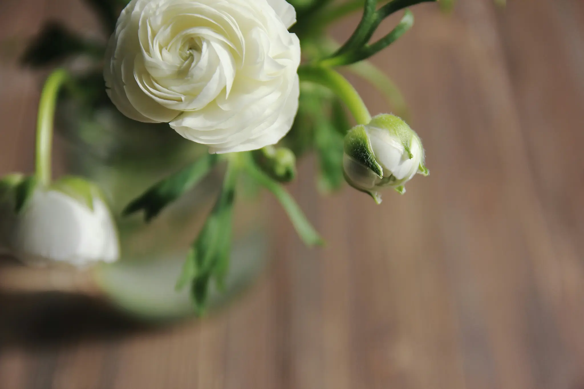 Lähikuva näyttää valkoisen ranunculus-kukan tiiviisti pakatuilla terälehdillä ja kaksi vihreää nuppua, joista yksi on