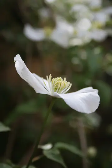 Et nærbillede, sideprofil af en hvid blomst med sarte kronblade og en levende gulgrøn støvdrager og pistil.