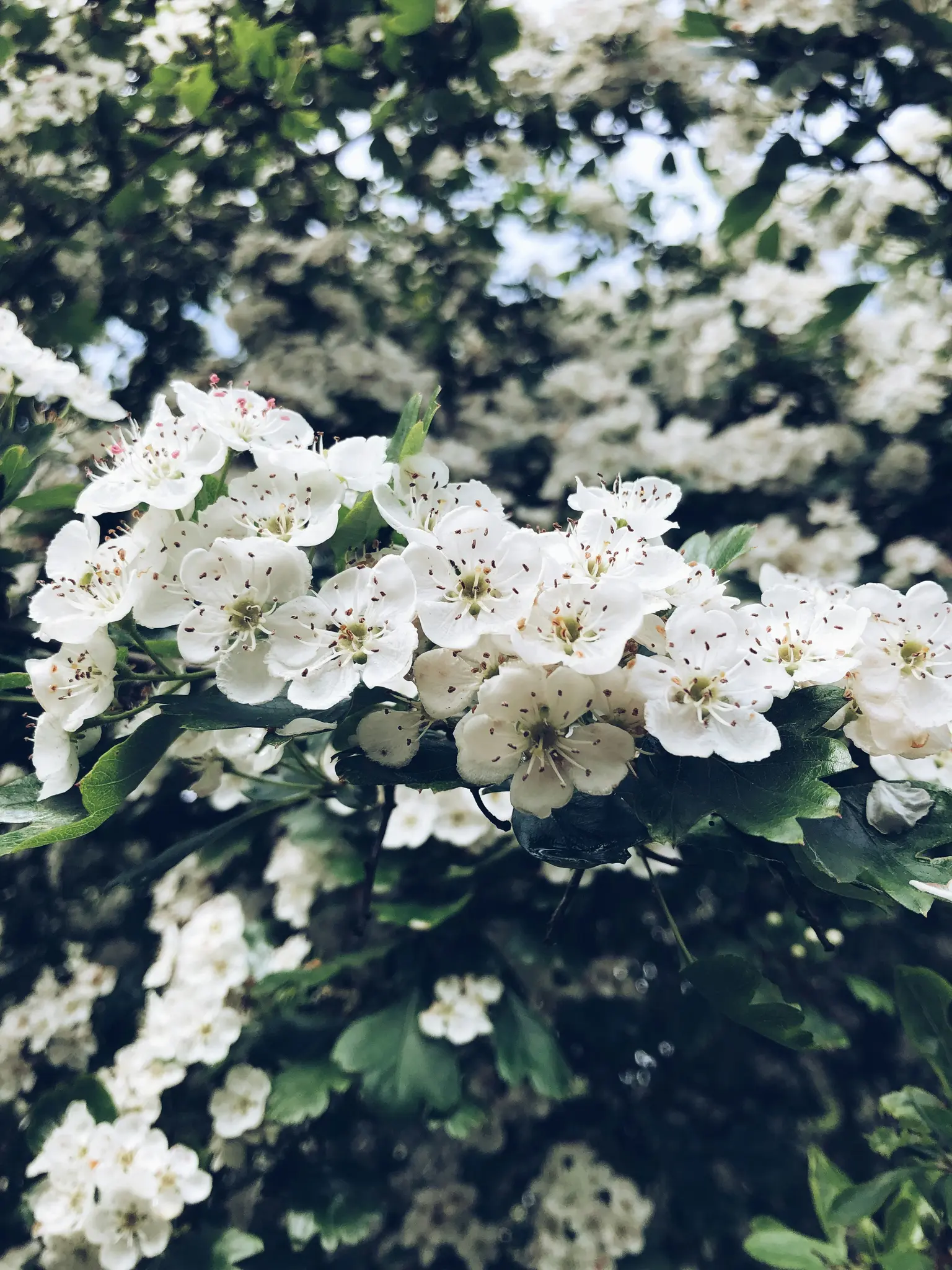 A close-up shot of a branch covered in numerous small white flowers with green leaves. The background is blurred with more…