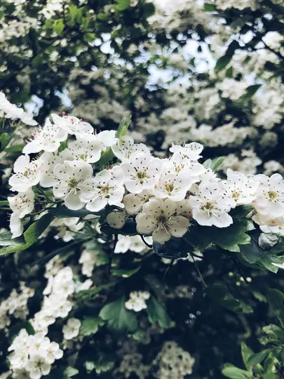 A close-up shot of a branch covered in numerous small white flowers with green leaves. The background is blurred with more…