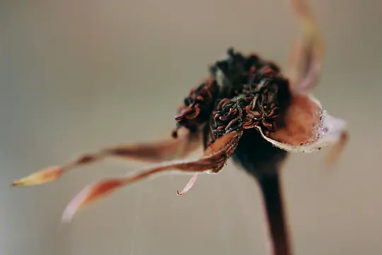 Et meget nært, detaljeret billede af et tørret blomsterhoved, der viser rynkede brune kronblade og synlige frø.