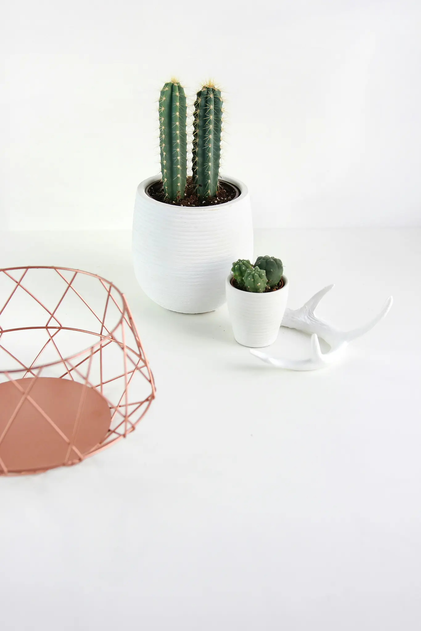 A minimalist still life featuring two tall cacti in a white pot, a small pot with three round cacti, a white antler…