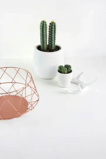 A minimalist still life featuring two tall cacti in a white pot, a small pot with three round cacti, a white antler…
