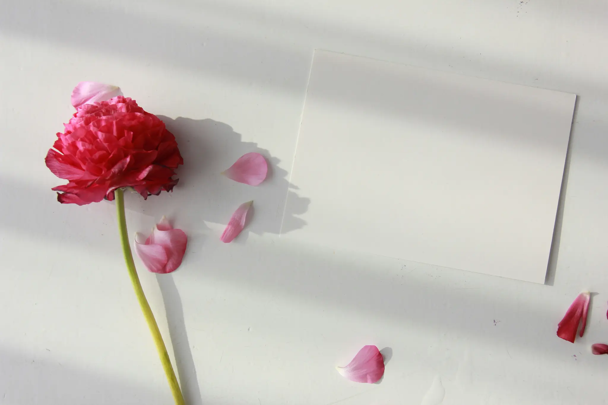 A top-down view of a bright pink ranunculus flower with a green stem and several loose petals on a white surface. A blank…