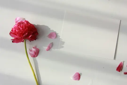 A top-down view of a bright pink ranunculus flower with a green stem and several loose petals on a white surface. A blank…