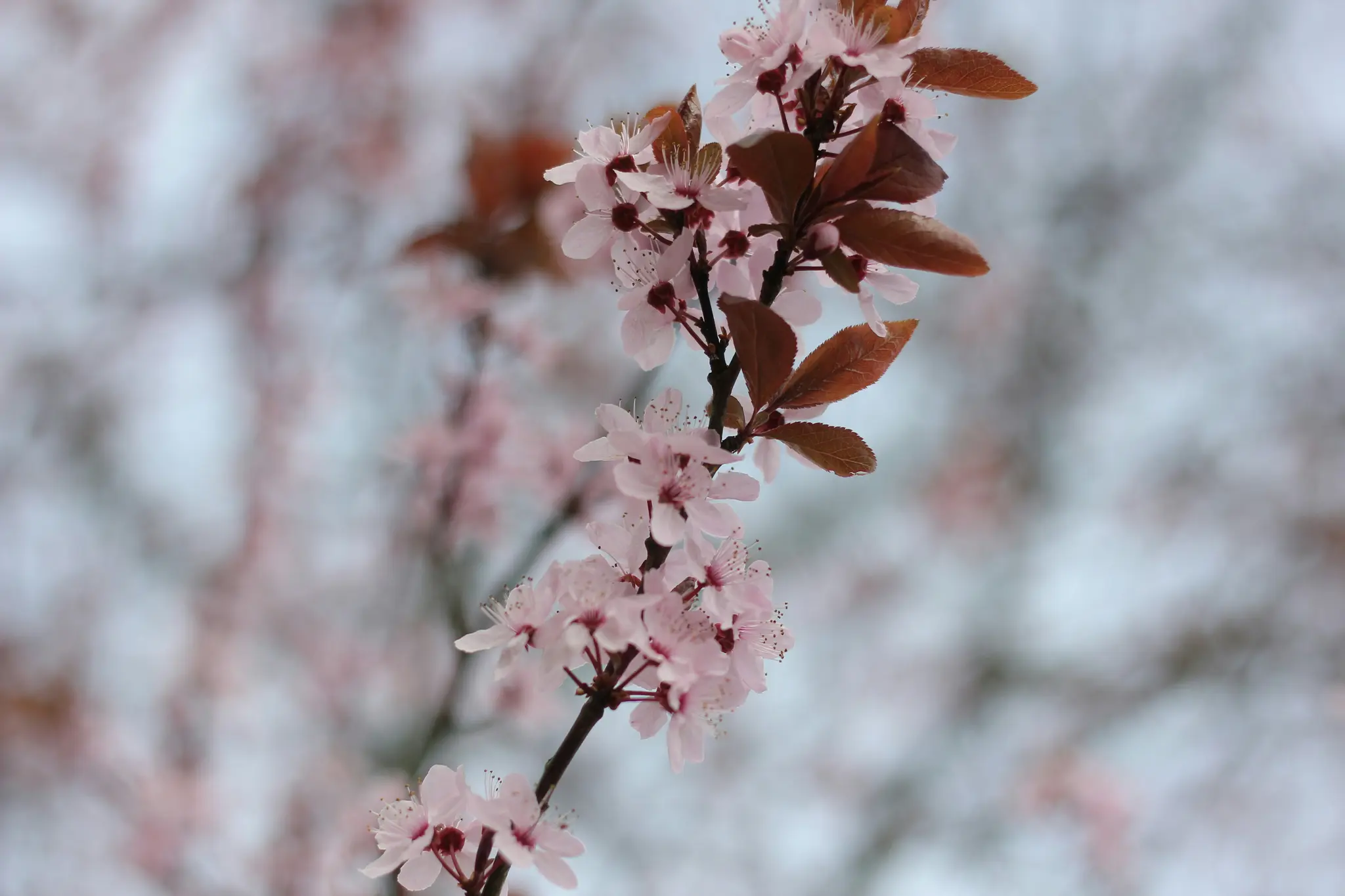 Et nærbillede viser en gren dækket af sarte lyserøde blomster og rødbrune blade mod en blød, sløret baggrund.