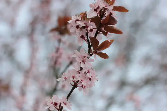 Et nærbillede viser en gren dækket af sarte lyserøde blomster og rødbrune blade mod en blød, sløret baggrund.