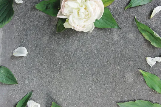 En hvid pæonblomst med grønne blade og spredte hvide kronblade arrangeret på en mørkegrå, tekstureret baggrund.