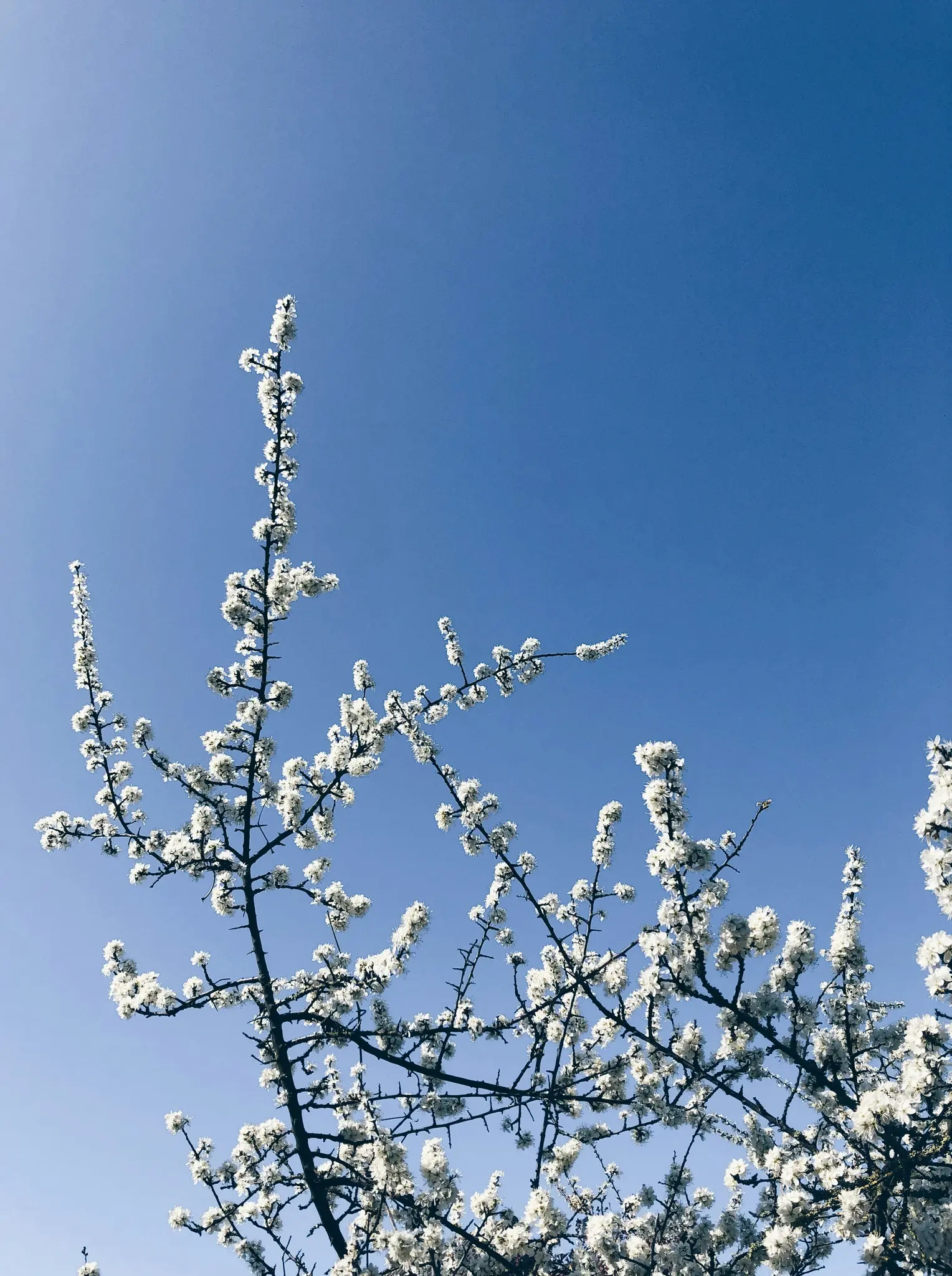 Et lavvinklet billede af et træ med talrige små hvide blomster, der dækker dets mørke grene, mod en klar, lys blå…