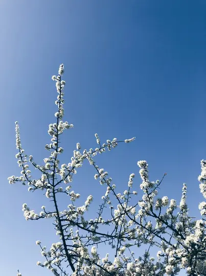 Et lavvinklet billede af et træ med talrige små hvide blomster, der dækker dets mørke grene, mod en klar, lys blå…