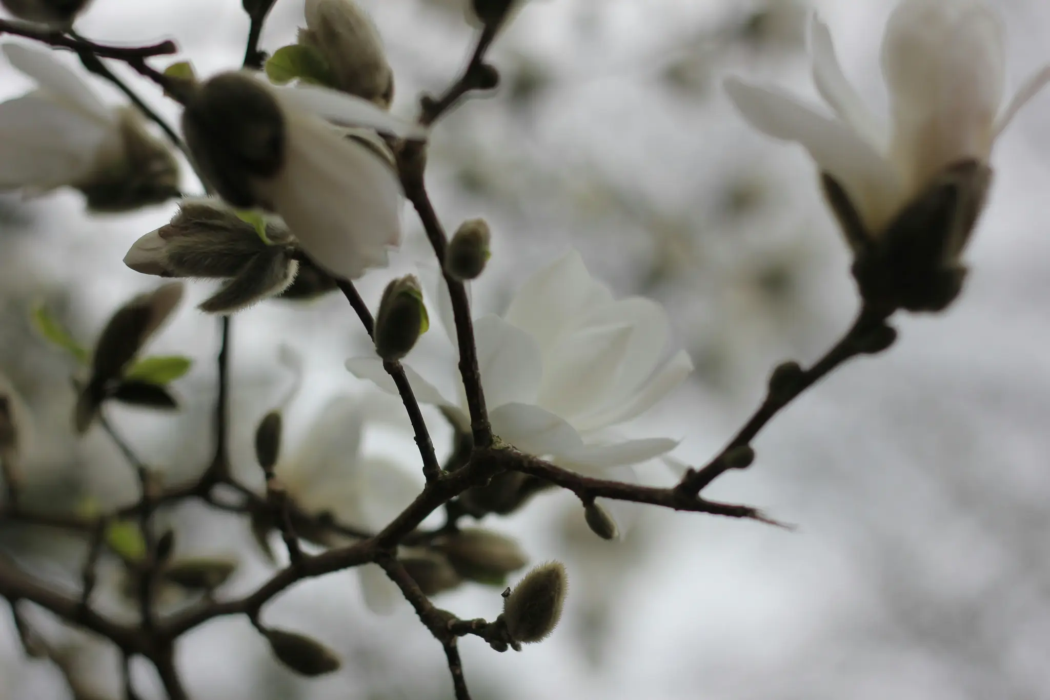 Nærbillede af hvide magnoliablomster og dunede knopper på mørkebrune grene mod en blød, sløret lysegrå…