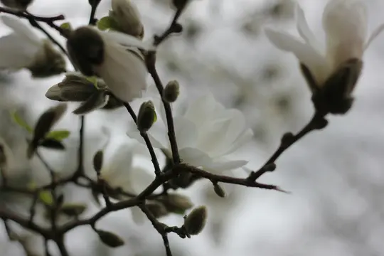Nærbillede af hvide magnoliablomster og dunede knopper på mørkebrune grene mod en blød, sløret lysegrå…