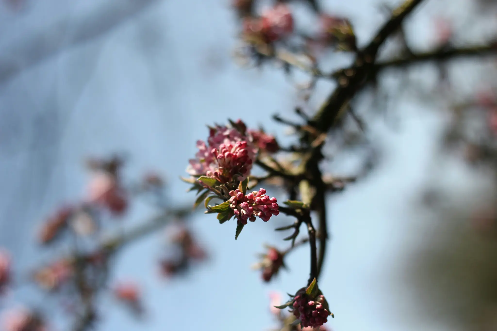 A close-up shot of clusters of small pink flower buds and tiny green leaves on a dark tree branch, set against a soft…