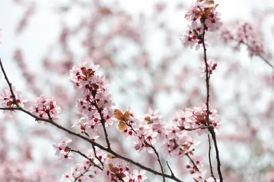 A close-up shot of delicate light pink blossoms with dark pink centers on dark branches against a soft, blurred background…