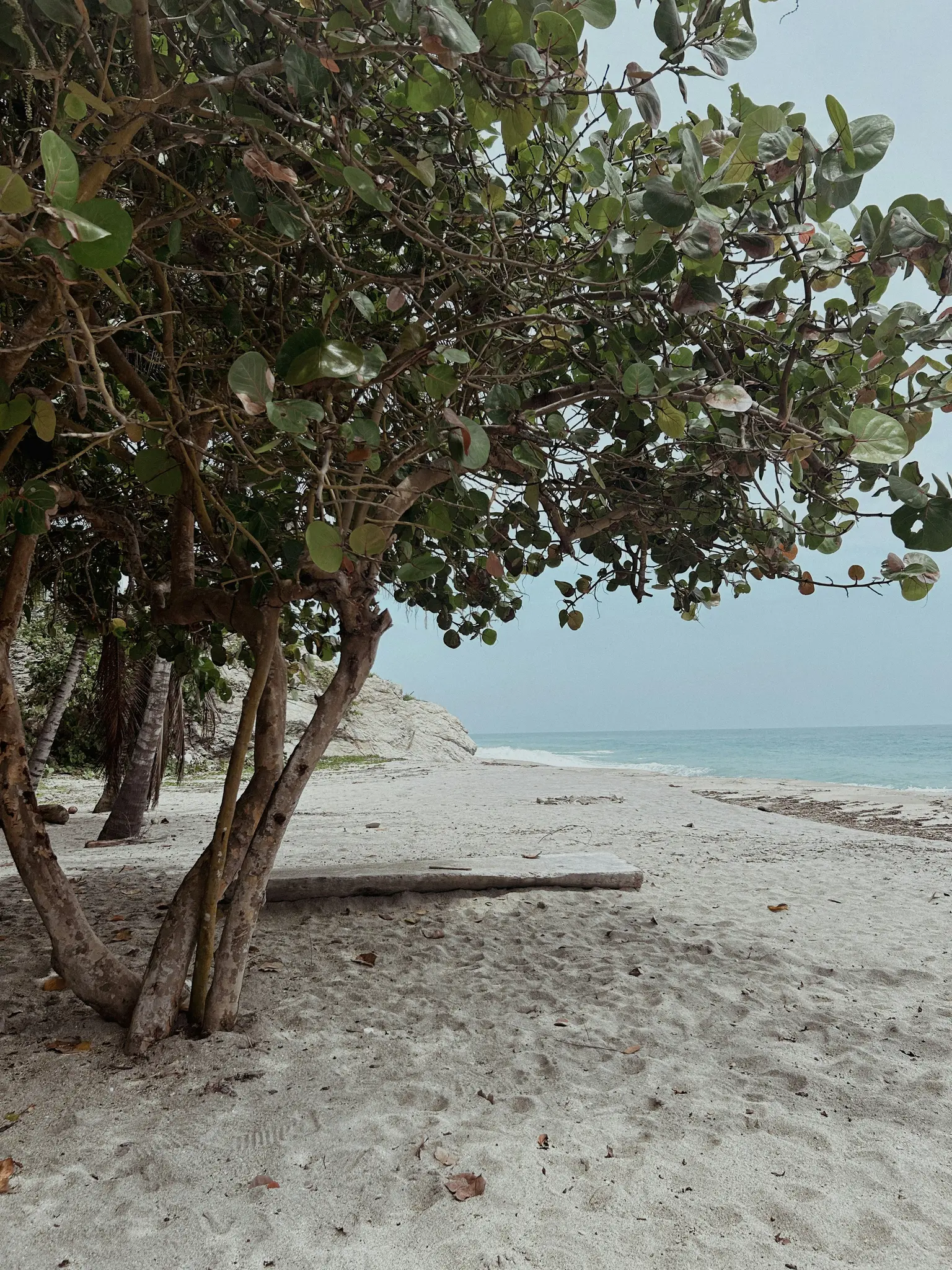 Un gran árbol frondoso con hojas verdes y ramas marrones se alza sobre una playa de arena clara. Se ve el océano.