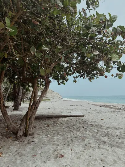 Un gran árbol frondoso con hojas verdes y ramas marrones se alza sobre una playa de arena clara. Se ve el océano.