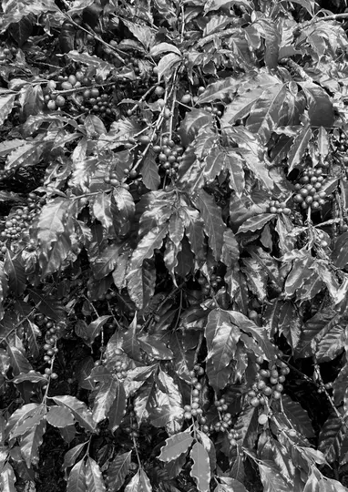 A black and white close-up shot of a coffee plant, showing numerous leaves and clusters of round berries.