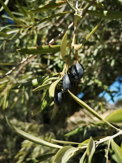 A close-up photo shows three dark, ripe olives hanging from a branch of an olive tree, surrounded by green leaves.