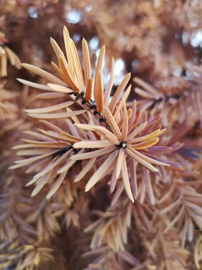 A very close-up, soft-focus shot of dried pine needles, showing their brown and orange hues.