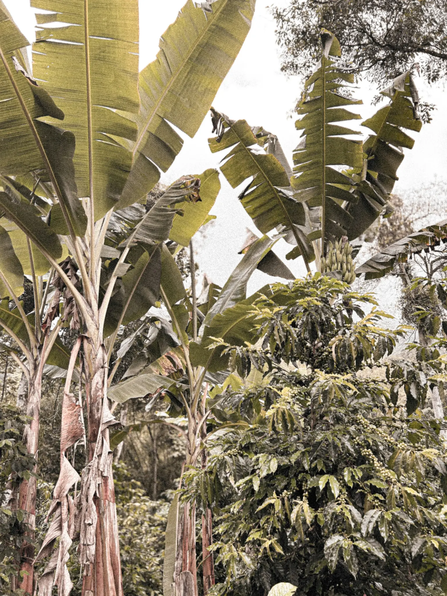 A vertical shot of a dense green landscape with large banana leaves and a coffee plant bearing numerous green berries.