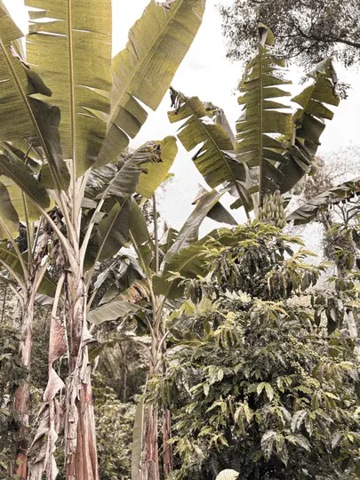 A vertical shot of a dense green landscape with large banana leaves and a coffee plant bearing numerous green berries.
