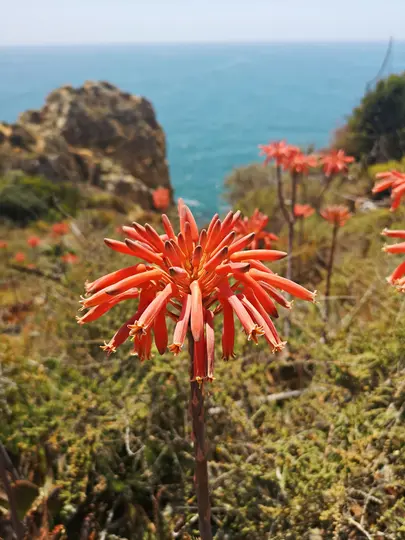 A close-up of a bright orange-red aloe vera flower with a blurred background of a rocky coastline and blue ocean.
