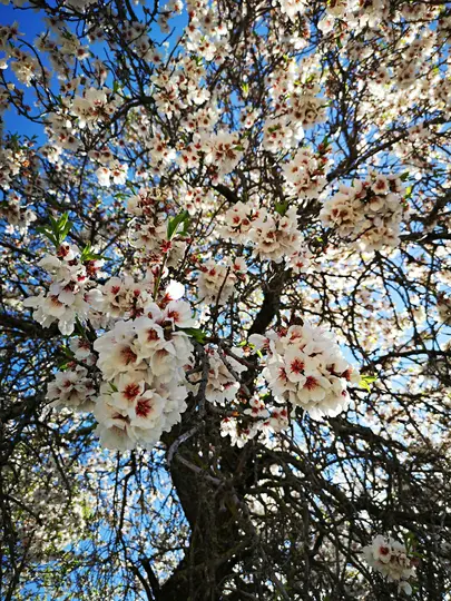 A low-angle, close-up shot of an almond tree in full bloom, with numerous white flowers and dark branches against a clear…