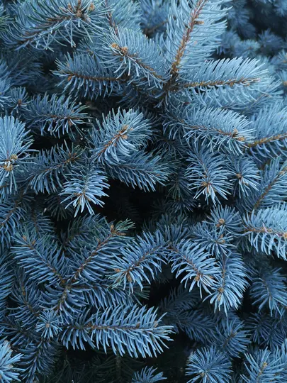 A detailed close-up shot of blue spruce branches, showing the dense, frosty blue-green needles and brown stems.