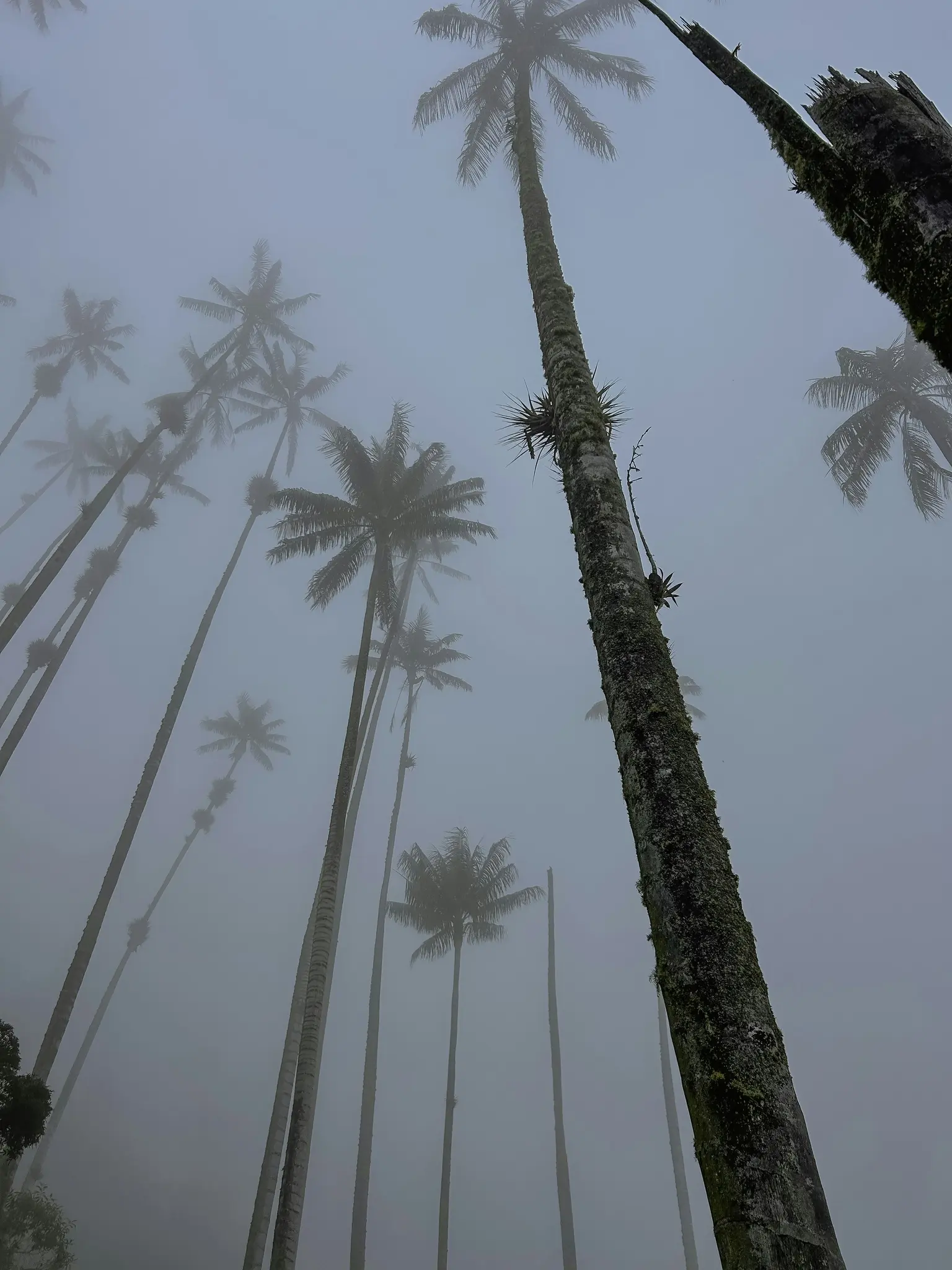 A low-angle shot of numerous tall, slender palm trees disappearing into a thick, pale grey fog. Some tree trunks are…