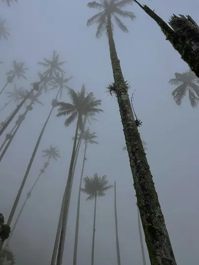 A low-angle shot of numerous tall, slender palm trees disappearing into a thick, pale grey fog. Some tree trunks are…